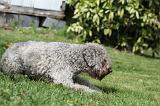 LAGOTTO CAVAGE 062